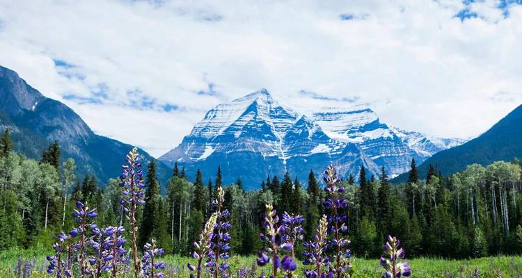 Un autre angle du Mont Robson dominant une prairie en fleurs et une forêt de pins sous un ciel nuageux.