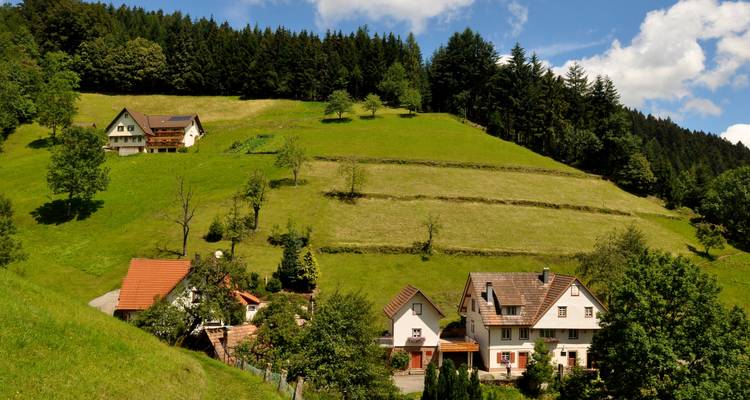 Sanft geschwungene grüne Hügel mit verstreut liegenden Bauernhöfen vor einer Waldkulisse im Schwarzwald.