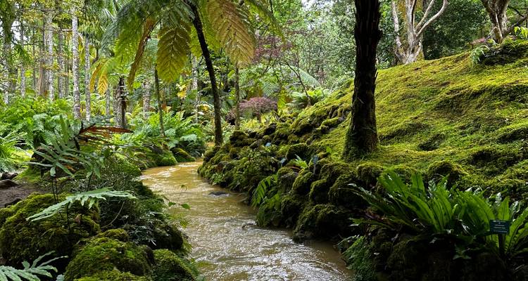 Un ruisseau recouvert de mousse serpente à travers un jardin tropical verdoyant rempli de fougères et de fougères arborescentes imposantes.