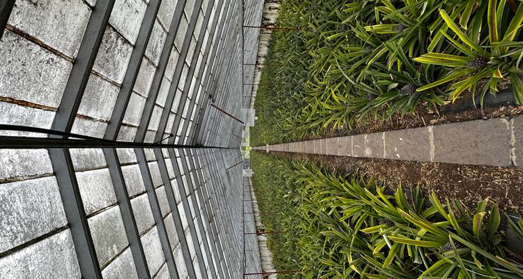 Vue symétrique le long de l'allée centrale d'une serre remplie de rangées ordonnées de plants d'ananas.