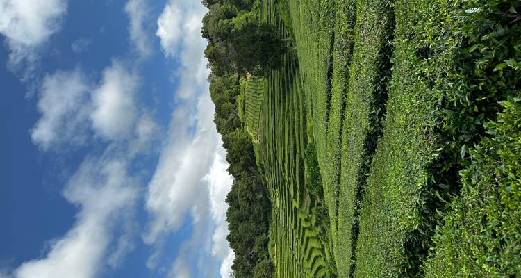De vastes terrasses de rangées de thé vert bien ordonnées s'étagent sur une colline ensoleillée sous un ciel bleu.
