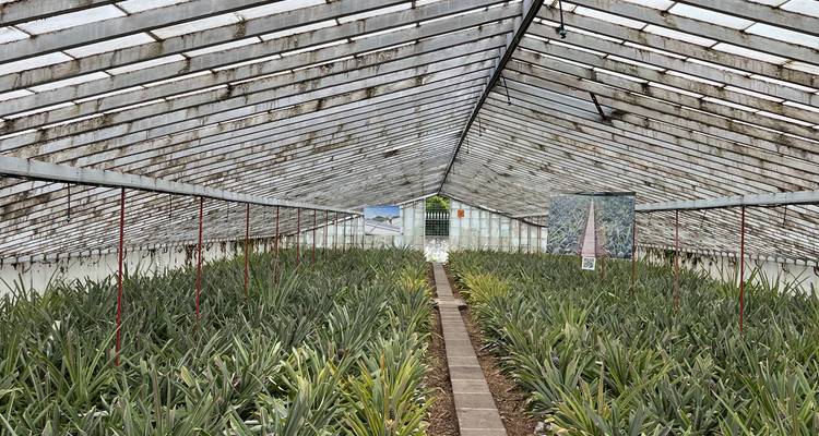 Une longue allée de serre remplie de rangées de plants d'ananas sous un toit en verre.