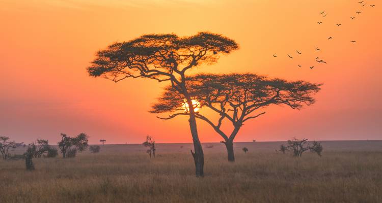 Silhouette of acacia tree on the Serengeti plain with vibrant orange sunrise and birds flying.