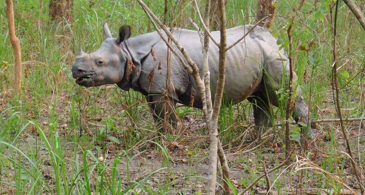 Rhinocéros unicorne se tenant parmi les herbes hautes d'une forêt subtropicale.