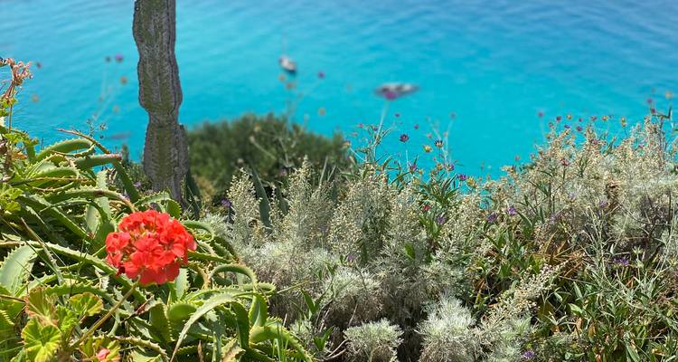 Gros plan de géranium rouge et plantes désertiques avec la mer bleu électrique floue en dessous d'une falaise.
