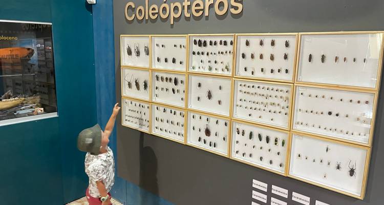 Un jeune enfant pointe du doigt vers une grande exposition d'insectes coléoptères dans une exposition muséale