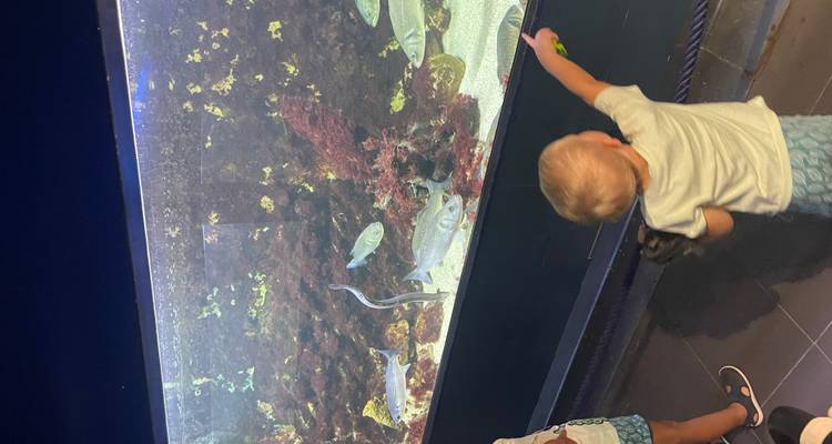 Les petits enfants pointent du doigt vers différents poissons à l'intérieur d'un réservoir d'aquarium brillamment éclairé