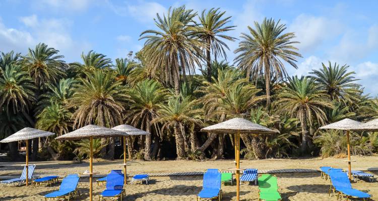 Row of colourful empty sun-loungers and parasols facing a dense palm grove on sandy beach.