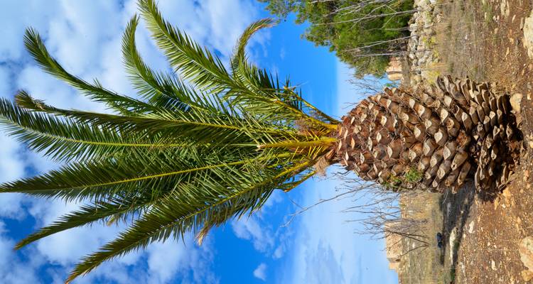 Close view of a unique stout palm tree trunk and fronds against a bright blue sky.