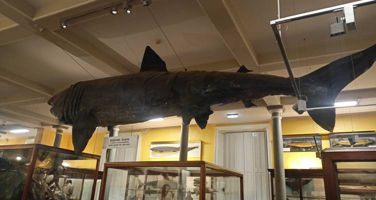 Un énorme requin préservé suspendu au plafond d'une salle de musée d'histoire naturelle.
