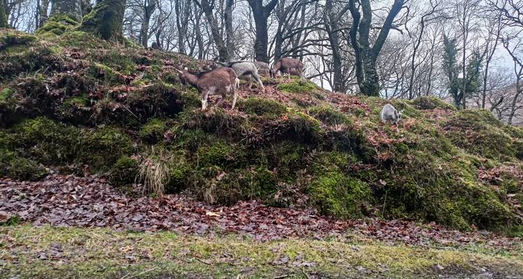 Grupo de cabras salvajes pastando en una ladera cubierta de musgo y hojas secas bajo árboles de invierno.