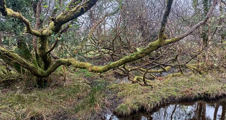 Ramas retorcidas cubiertas de musgo extendiéndose sobre un pequeño charco pantanoso en un bosque irlandés.