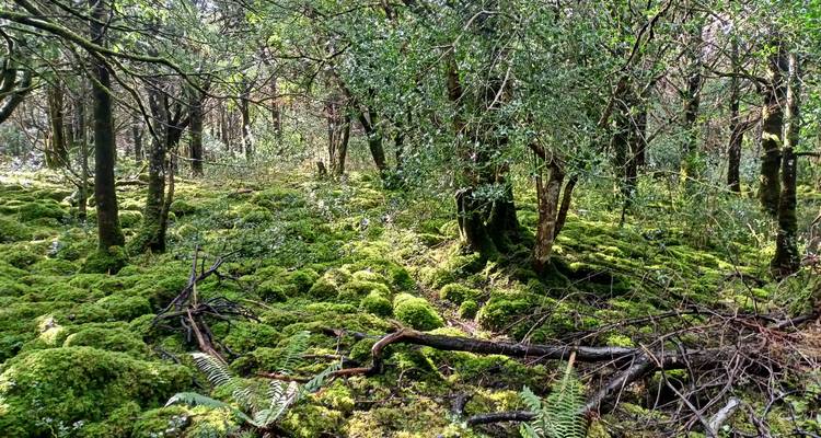 La luz del sol filtrándose a través de un denso bosque irlandés cubierto con un vibrante musgo verde y helechos.