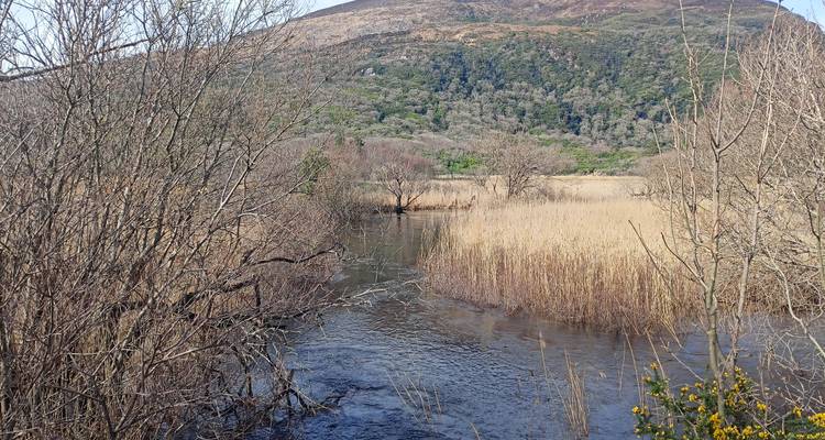 Aguas tranquilas rodeadas de juncos con una montaña boscosa elevándose detrás bajo cielos despejados.