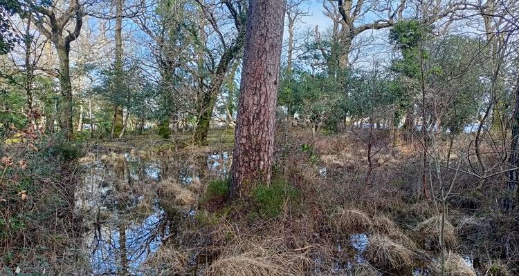Suelo pantanoso del bosque con charcos que reflejan el cielo entre juncos, pastos y un pino alto.