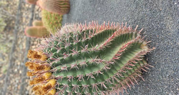 Cactus à côtes spiralées avec des épines rosâtres et des fleurs jaunes poussant sur un gravier foncé.