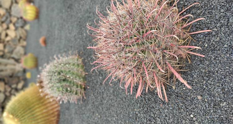 Petit cactus rond avec des épines rougeâtres posé sur du gravier volcanique noir, d'autres cactus flous à l'arrière-plan.