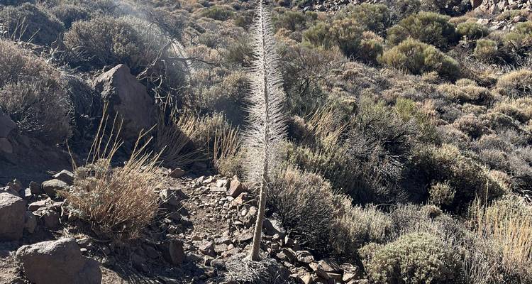 Grand Echium élancé et sec se dressant parmi la végétation aride de type arbustif volcanique.