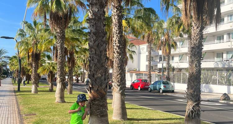 Enfant vêtu d'une chemise vert vif jouant parmi de grands palmiers le long d'une rue ensoleillée.