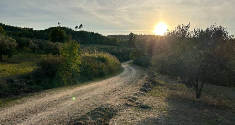 A dusty country road winds through olive groves toward a setting sun above a forested ridge.