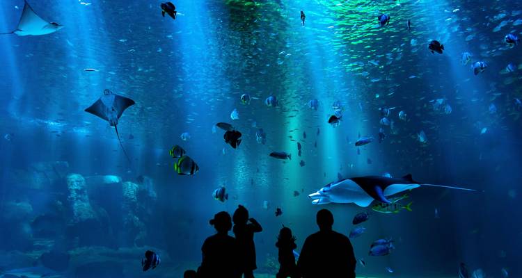 Les silhouettes d'une famille observant des raies et des poissons colorés nager dans un immense bassin d'aquarium illuminé.