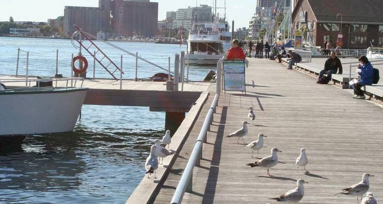 Les mouettes se promènent le long d'une promenade en bois au bord de l'eau où les gens se détendent près des bateaux dans le port.