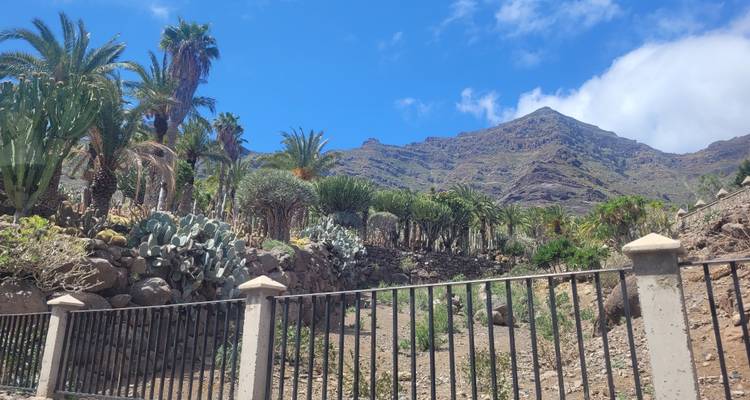 Versant de jardin rempli de cactus, de palmiers et de terrain rocheux encadré par une clôture en fer et un ciel bleu.