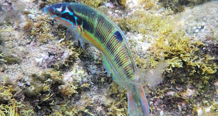 Gros plan sous-marin d'un poisson tropical coloré nageant parmi des rochers couverts d'algues.