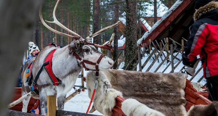 Harnessed reindeer attached to a wooden sled with tourists nearby in snowy enclosure