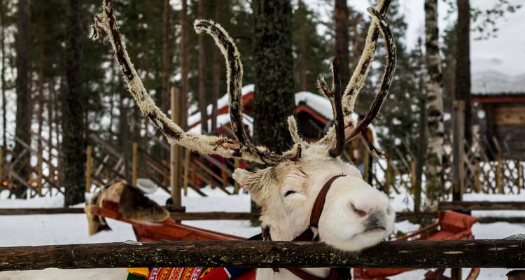 Light-colored reindeer resting its chin on a wooden fence inside a snowy paddock