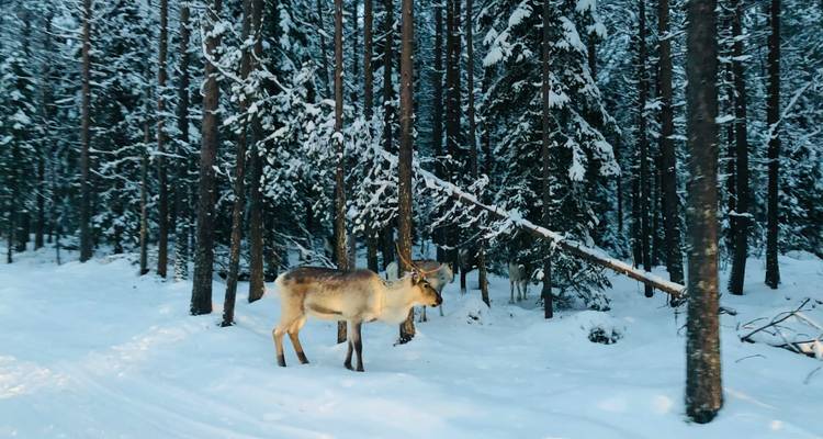 Wild reindeer standing among snow-covered trees in a dense forest
