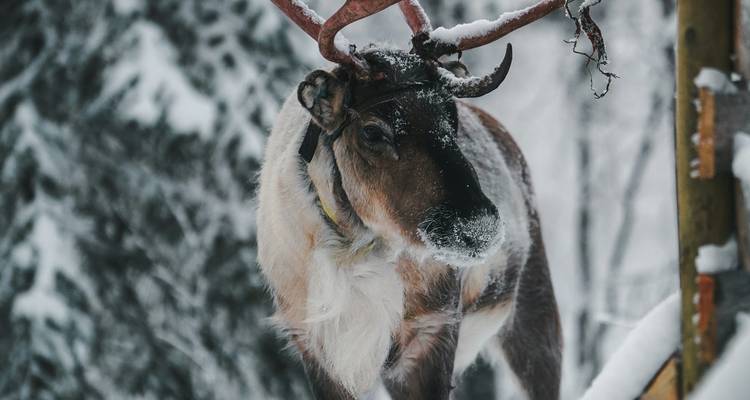 Close-up of dark-furred reindeer with snow on its muzzle against blurred snowy forest