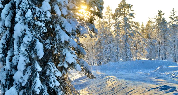 Snow-laden pine forest glowing in low sunlight with deep blue shadows on fresh powder.