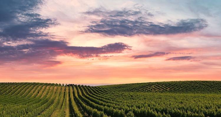 Filas de viñas que llevan hacia un cielo de atardecer colorido sobre colinas de viñedos ondulantes.