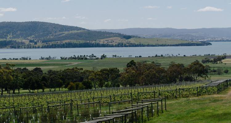 Viñedo pintoresco que se extiende hacia un lago y colinas ondulantes bajo nubes suaves