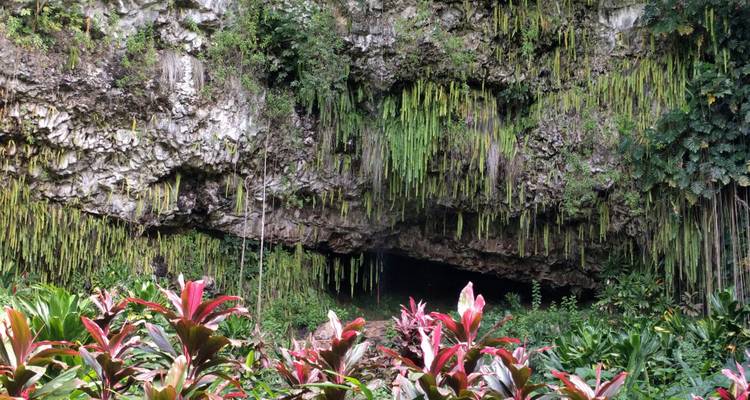 Un jardin tropical luxuriant rempli de plantes colorées devant une grotte qui s'écoule couverte de lianes suspendues.