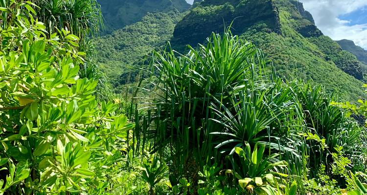 Une végétation tropicale dense avec des plantes de pandanus épineux contre des falaises d'émeraude imposantes.