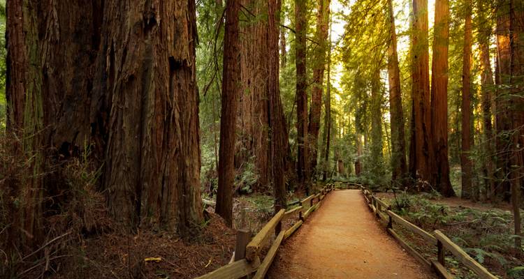 Sentier ensoleillé à travers les séquoias géants du monument national de Muir Woods.