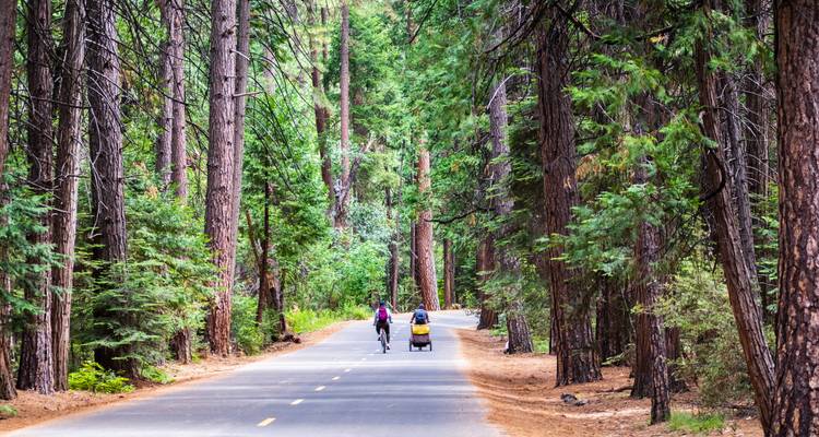 Des cyclistes et un chariot de promenade circulant sur une route pavée à travers une forêt dense de conifères.