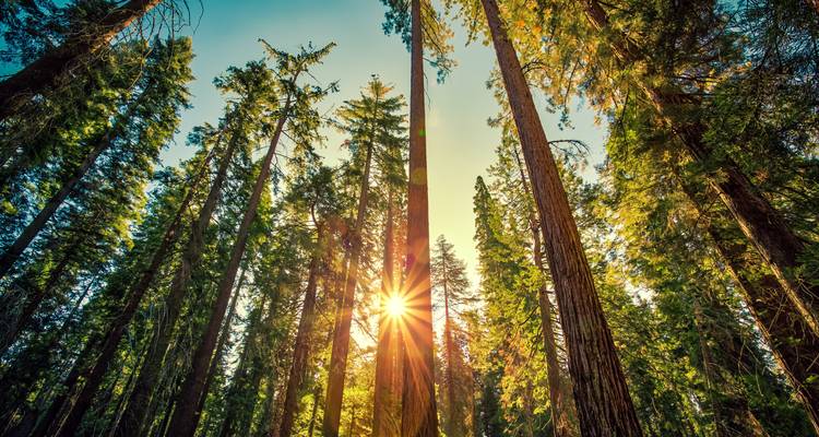 Vue en contre-plongée de séquoias imposants avec un éclatant rayon de soleil traversant les branches.