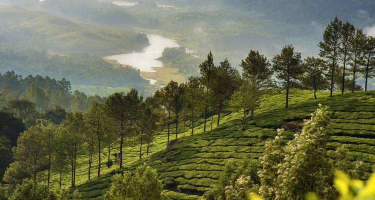Vista del valle brumoso sobre plantaciones de té con patrones que descienden hacia un lago sereno en las colinas de Kerala.
