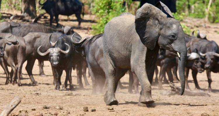 Scène de savane poussiéreuse avec un jeune éléphant marchant d'un pas assuré devant un troupeau de buffles.