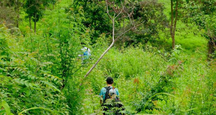 Voyageur à sac à dos léger traversant une végétation de jungle dense et verdoyante.
