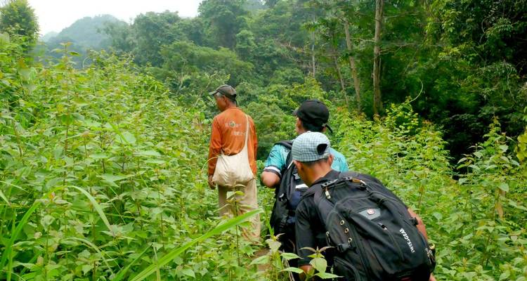 Trois randonneurs avec des sacs à dos marchant le long d'un sentier étroit dans la jungle entouré de végétation luxuriante.