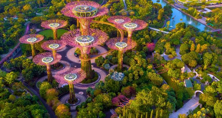 Luftaufnahme des Supertree Grove inmitten der üppigen Gardens by the Bay, beleuchtet in warmem Abendlicht.