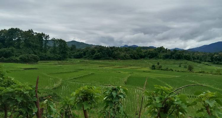 Vue panoramique de rizières d'un vert émeraude s'étendant vers des collines boisées sous un ciel nuageux