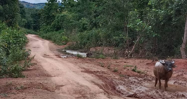 Sentier rural boueux traversant une forêt dense avec un buffle d'eau solitaire se tenant dans une flaque d'eau