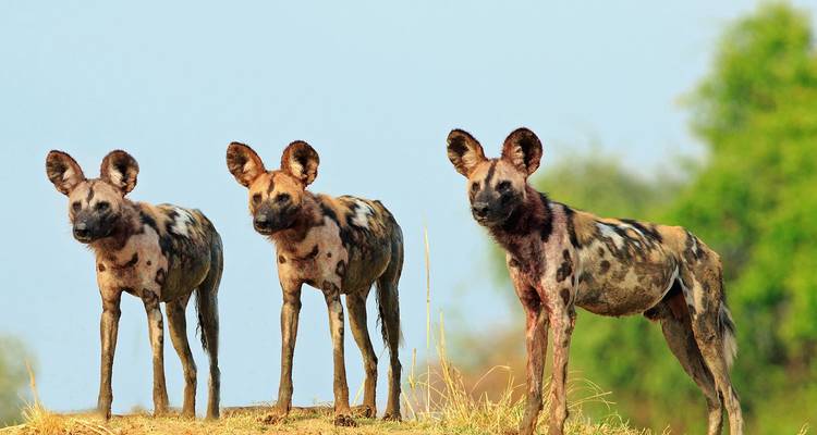 Trío de perros salvajes africanos de pie alertas en una pequeña loma cubierta de pasto contra un cielo despejado.