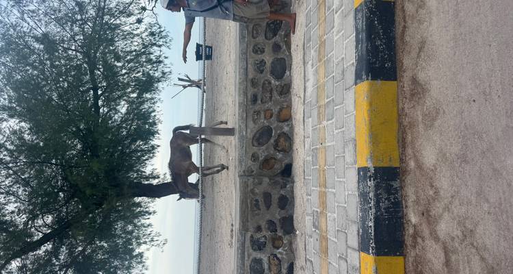 Escena a un lado de la calle con un burro amarrado cerca de la playa y un hombre local señalando hacia él.
