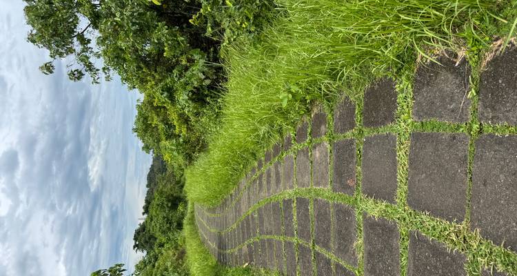 Camino peatonal angosto y pavimentado que serpentea entre pasto verde alto bajo un cielo nublado.